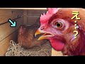 【ニワトリ】乗っ取られた産卵箱。妹分が入ってイメージトレーニングします。#24