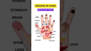 Organs In Handreflexology Points