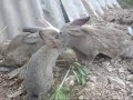 Как сделать яму для кроликов, Просто и надёжно