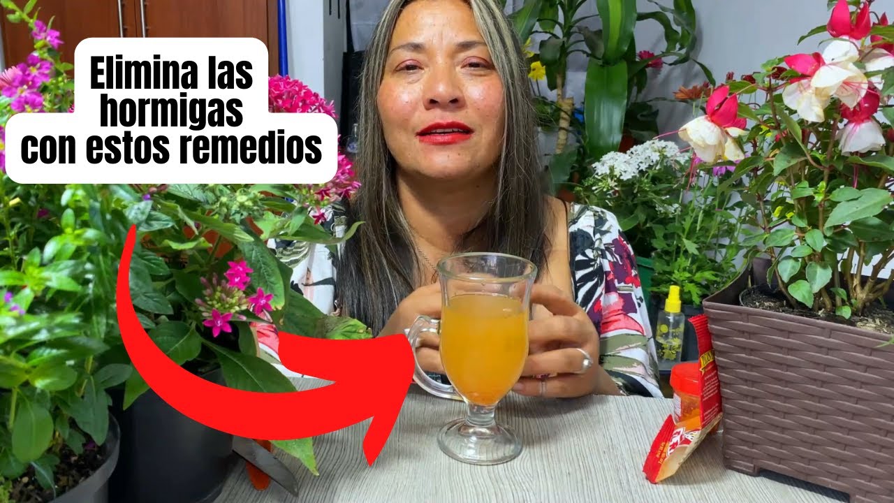 Trucos caseros para eliminar las hormigas de tu jardin