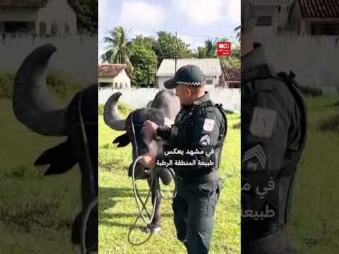 شرطة الجواميس في البرازيل