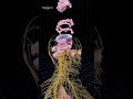The Network That Sees and Thinks 🧠👁️ #anatomy
