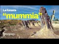 La foresta fossile di Dunarobba, dove le mummie sono alberi di oltre 2 milioni di anni