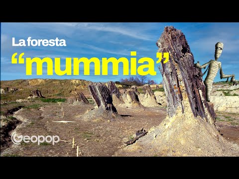 Video: Quali sono alcuni produttori nella foresta di conifere?