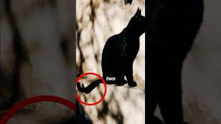This Shadow Has TWO Tails?! 😳🐱 #shorts #cat #blackcat #opticalillusion #waitforit