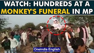Madhya Pradesh: 1,500 attend monkey's funeral feast amid Covid surge; 2 arrested | Oneindia News