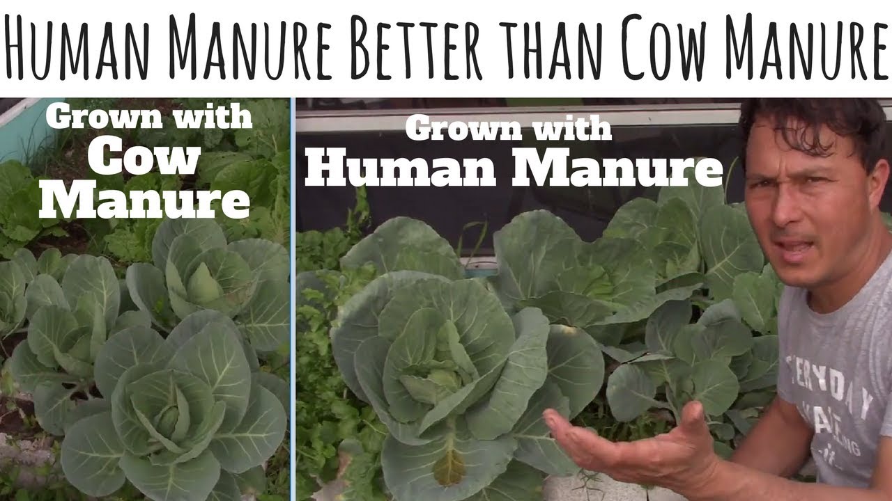 Human Manure Better Than Cow Manure As Fertilizer For Organic