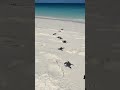 ItтАЩs Turtle Hatching Season On Wilson Island ЁЯРвЁЯШН Turtle Babyturtles Ocean Beach ItтАЩs Turtle Hatching Season On Wilson Island ЁЯРвЁЯШН Turtle Babyturtles Ocean Beach