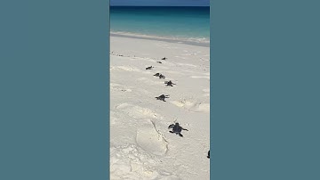 Thumbnail of It’s turtle hatching season on Wilson Island! 🐢😍 #turtle #babyturtles #ocean #beach