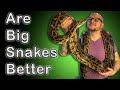 Ball Pythons Vs Burmese Pythons | Are Bigger Snakes Actually Better Pets?