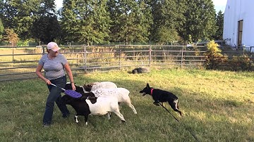 Anna herding instinct test