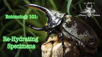 Entomology 101: Rehydrating your Insect Specimens