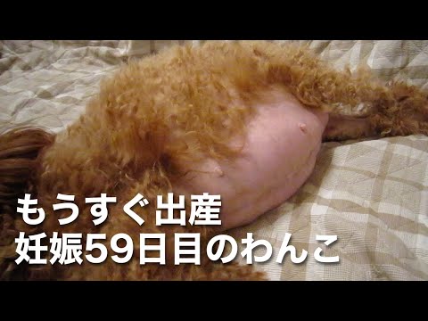 もうすぐ出産！妊娠59日目の犬の胎動｜トイプードルの初めての出産