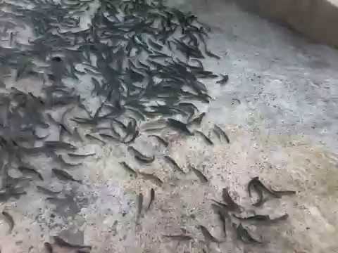 პირველი საკალმახე მეურნეობა ზუგდიდში   სოფ  რუხი  pirveli sakalmaxe meurneoba zugdidshi   sop  ruxi