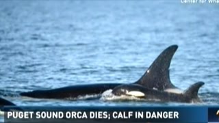 Another Orca Dies In Puget Sound! This Time A Mother With A Baby! Now Fear The Calf Will Die Too!