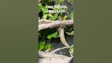 Cá Rô Kéo Phao Lên Tim #câucárôđồng #fishing #caucaro #câucárô