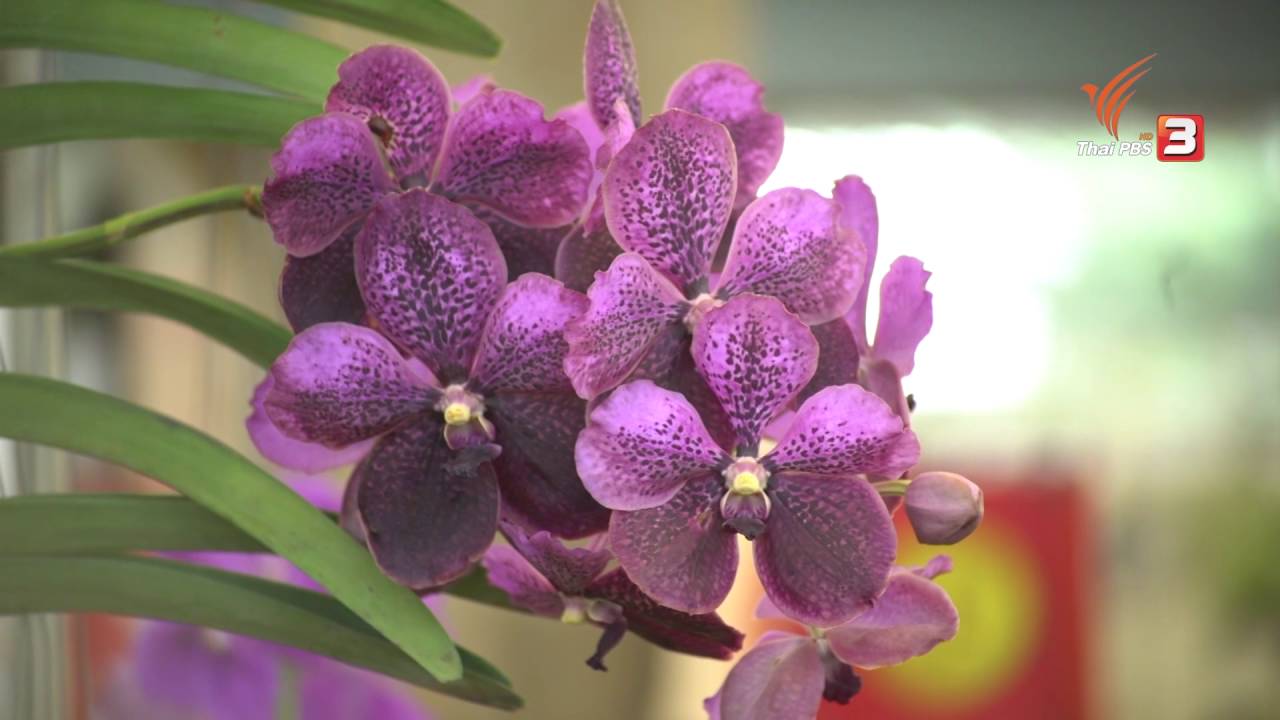 ช่วงห้องเรียนสว. : วิธีการปลูกกล้วยไม้ (28 ส.ค 59)