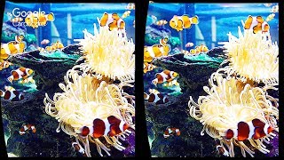 3D Ocean Aquarium VR Videos 3D SBS Google Cardboard VR Virtual Reality VR Box