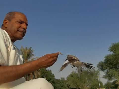 ترويض الحمامي العربي