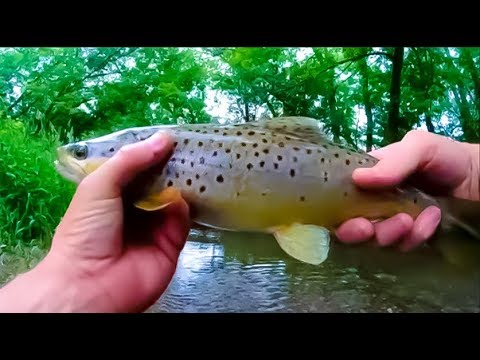 rapala countdown for trout