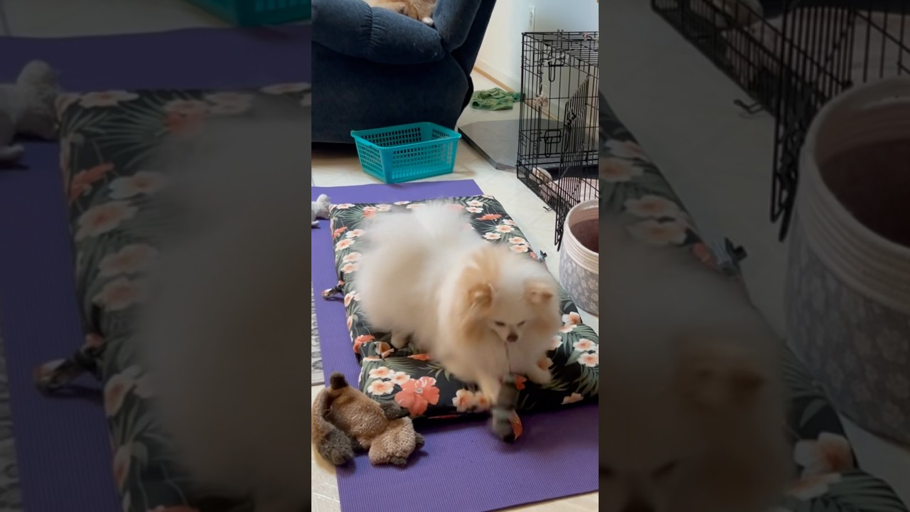 Pomeranians vs. Toys: The Cute Playtime Battle! 