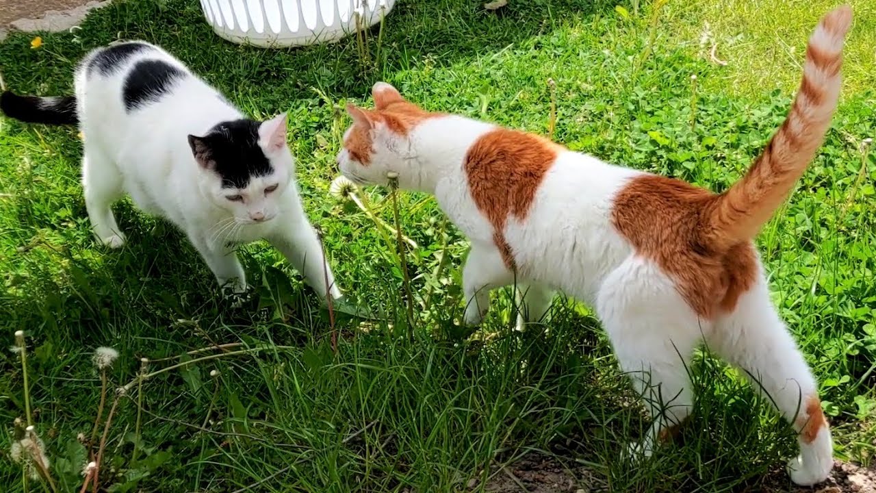 my-cat-follows-the-neighbours-cat-youtube