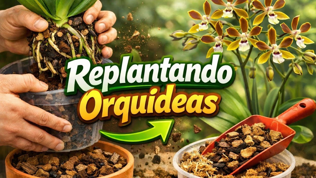 Replantando orquídeas 🌿🌿🌿