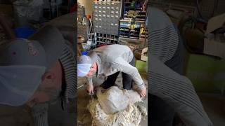 Sensual Slow-Motion Shearing (Volume Up) 🔊