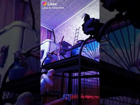 Пальмовый какаду и малышка Гофина