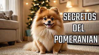 La HISTORIA del POMERANIAN by Mundo Animal 232 views 2 months ago 5 minutes, 44 seconds