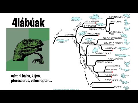 Videó: A laposfejű kígyók mérgezőek?