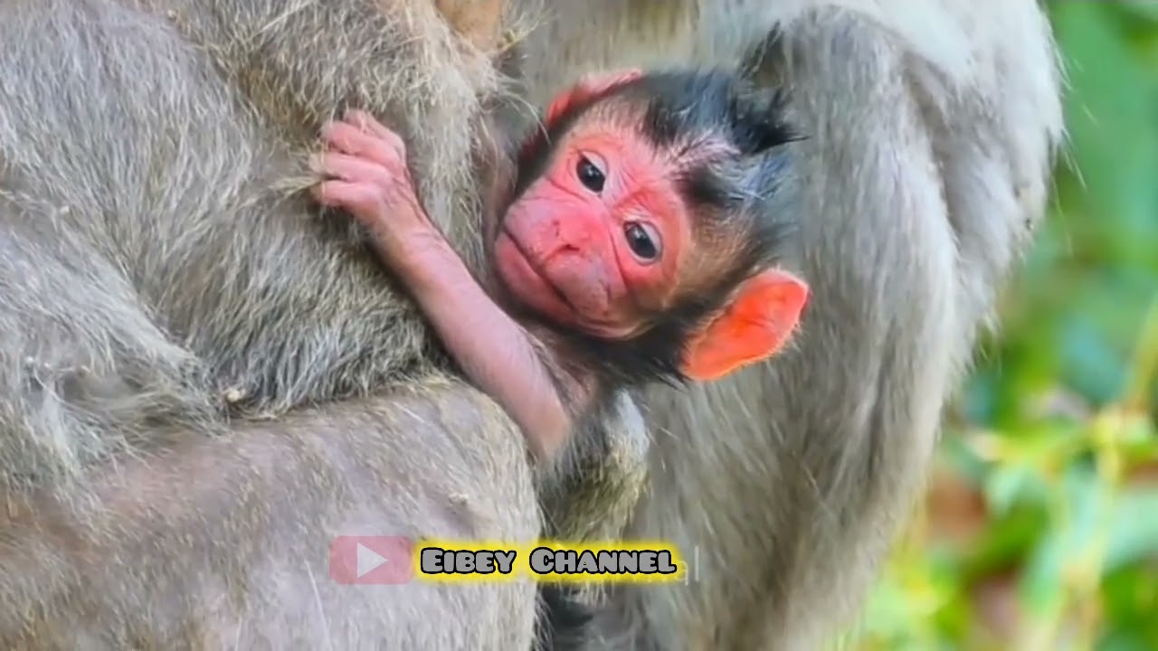 Anak monyet sudah tak sabar turun dari gendongan ibunya