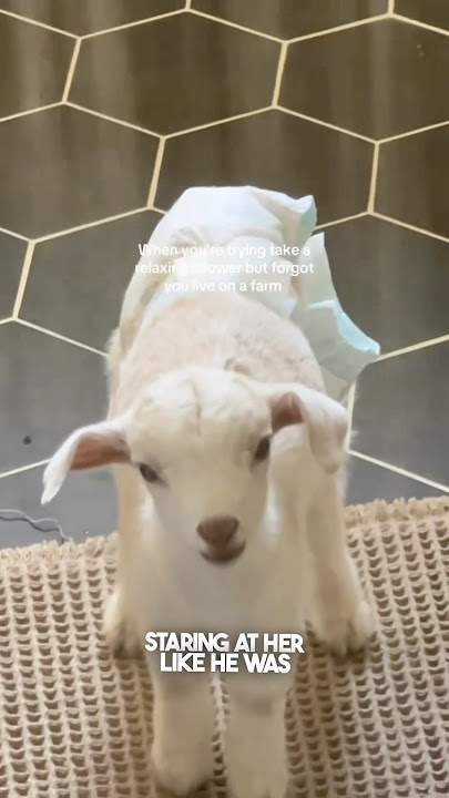Download lagu This baby goat was disappointed of his owner 😂