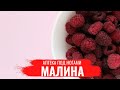 МАЛИНА / Насто и лечебные св-ва / Правила заготовки малины на зиму / Аптека под ногами