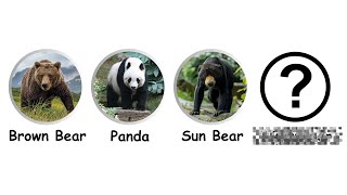 Celebrity Every Bear Species Explained in 12 Minutes! Wealth