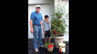 How To Grow Tomatoes In Pots