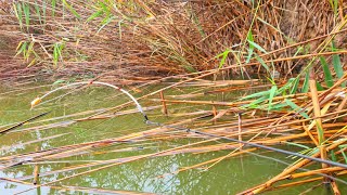 картинка: Рибалка в осінній проливний дощ🍁🍁🌧️🌧️🎣.Боковий кивок/поплавок
