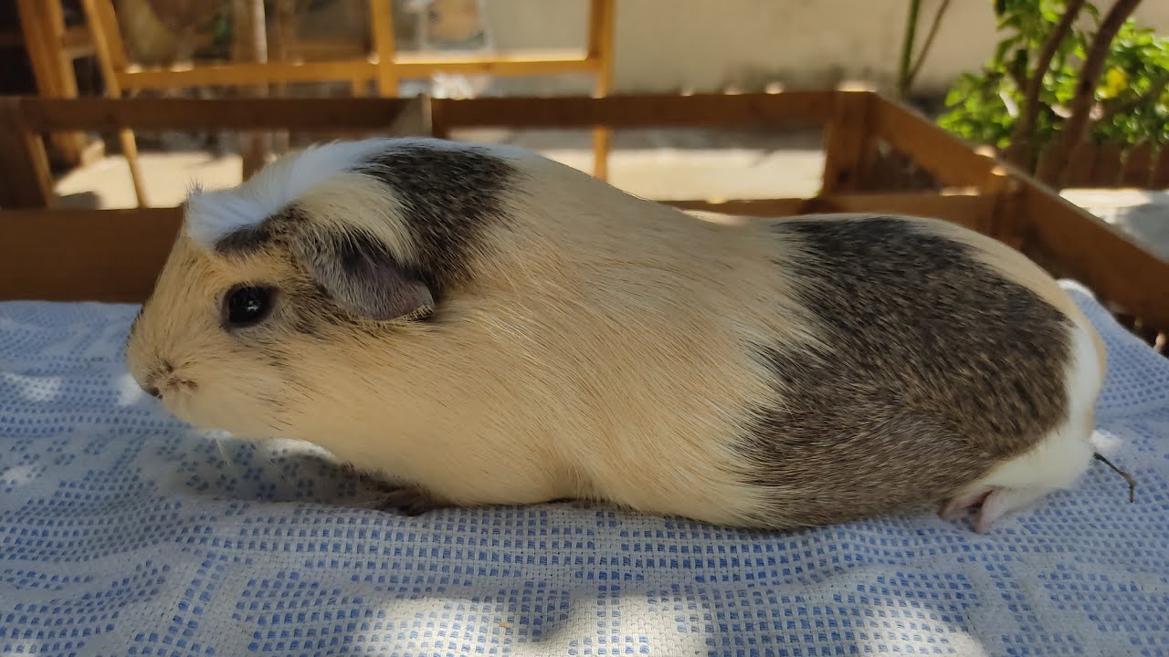 Tem que separar a fêmea para parir ?Ítalo responde 5 .