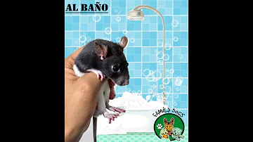 ¿Hay que bañar a las ratas?