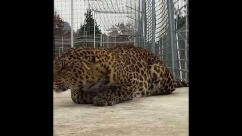 angry leopard.... 🐆  || animal life || animal life   || animal life