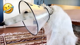 Have You Ever Witnessed Funnier Dogs and Cats?