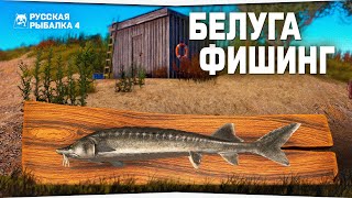Белугафишинг • Форумный турнир • Русская Рыбалка 4