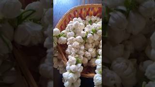 #garland#jasmin#garlandmaking#flowers#summerflower#shortsfeed#youtube#shorts#youtubeshorts#ytshorts