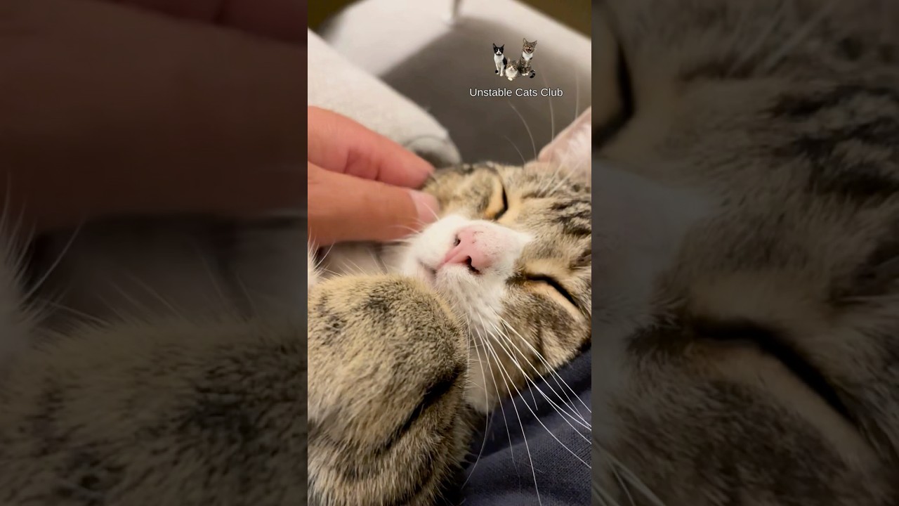 Этот массаж лица мгновенно успокаивает кошек. 😽💖