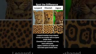 Spot the Difference: Cheetah, Jaguar, or Leopard #wildlife #africa #travel