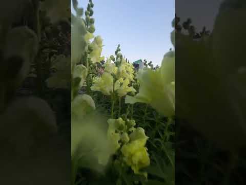 Антирринум он же Львиный зев #flowers #цветы