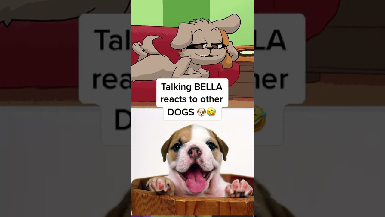 Talking Bella Reacts To Other Dogs😍 