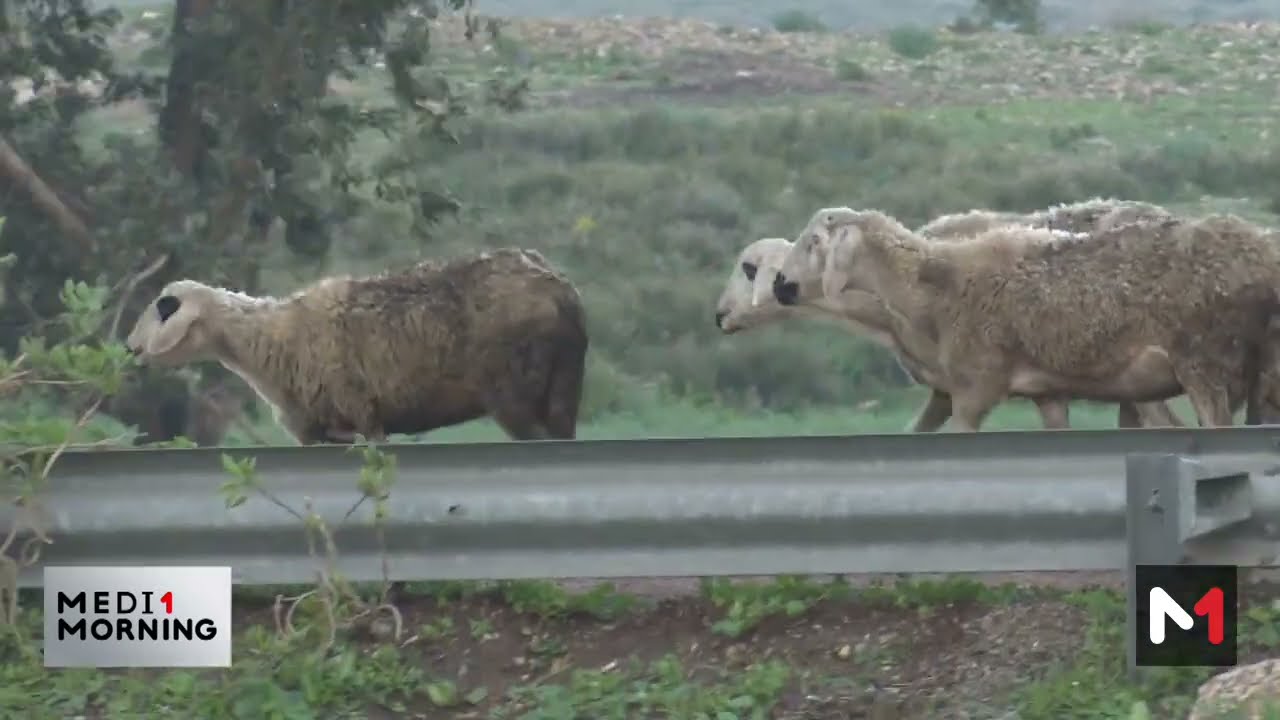 تأثير التساقطات المطرية الأخيرة على الماشية بالمغرب