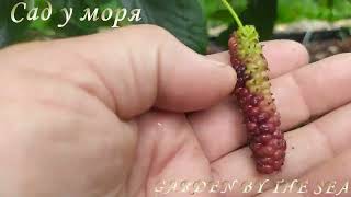 Первый урожай пакистанской шелковицыFirst Pakistani Mulberry Harvest
