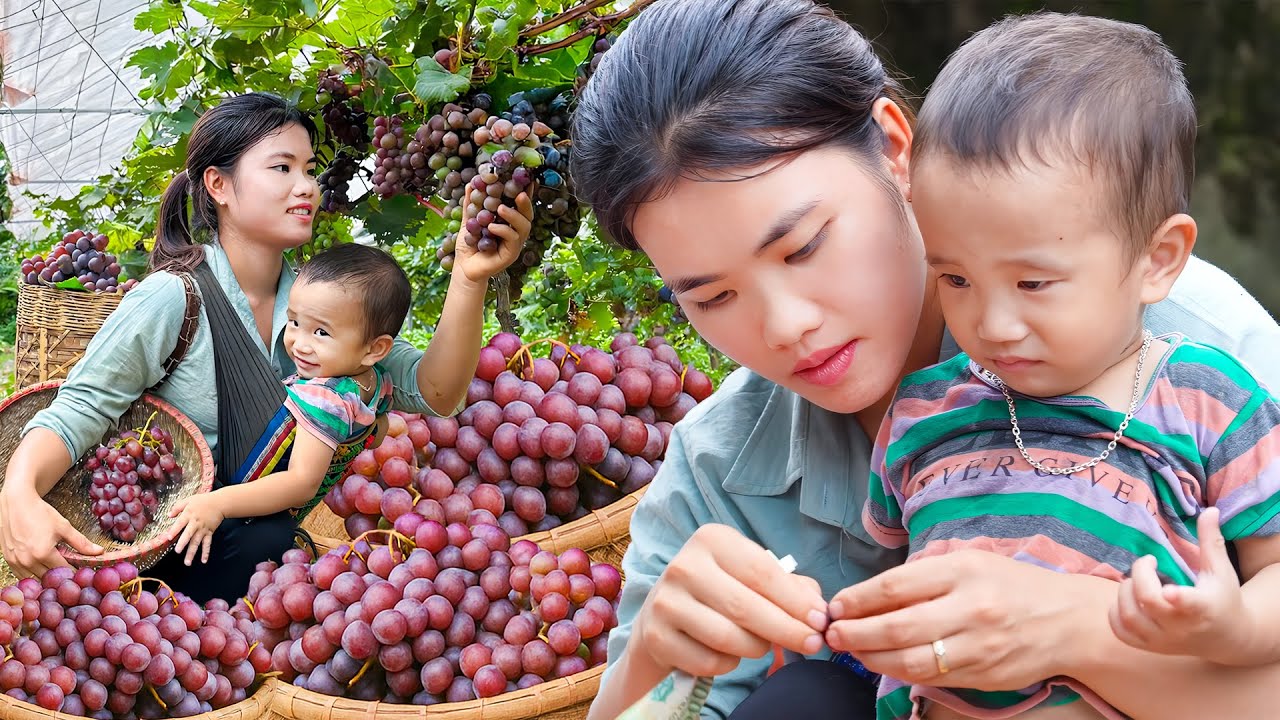 Harvesting Super Sweet Grapes for the Market – Picking Homegrown Melon for My Son’s Dessert